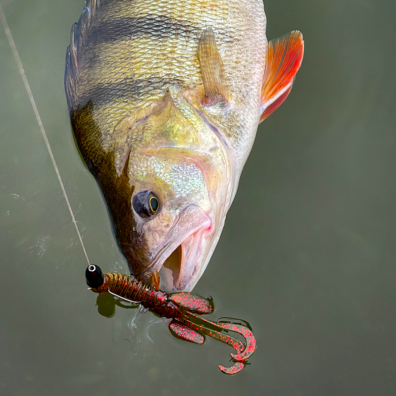 Angeln Mit Krebsen - Allgemeines - Blog - SPRO Deutschland