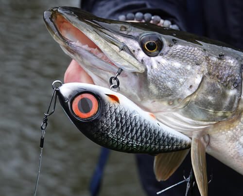 Image_en_vedette_Iris_Fatboy_85_115