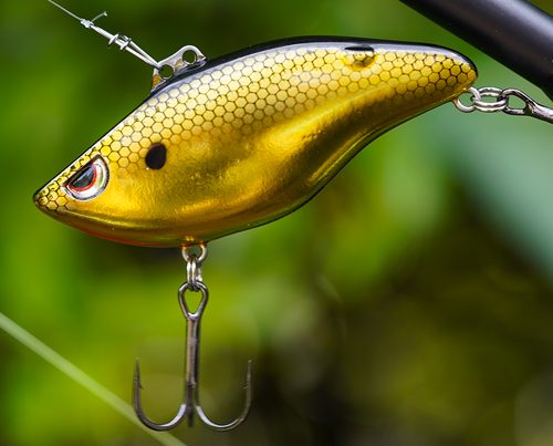 Image_en_vedette_États-Unis_Wameku_Shad_70