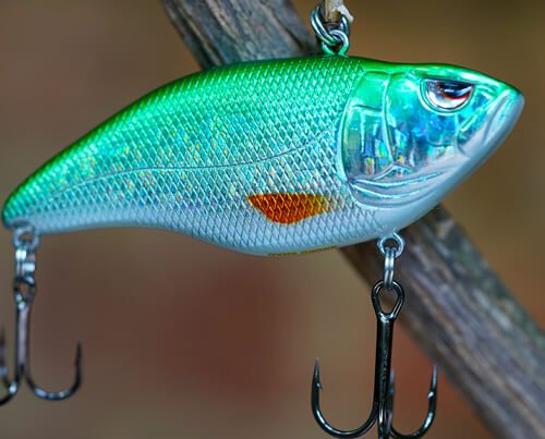 Image_en_vedette_États-Unis_Aruku_Shad_75