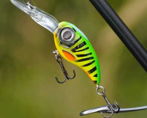 Image_vedette_Fat_Iris_40_DR