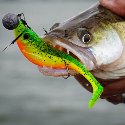 Featured_Image_Iris_The_Shad_02