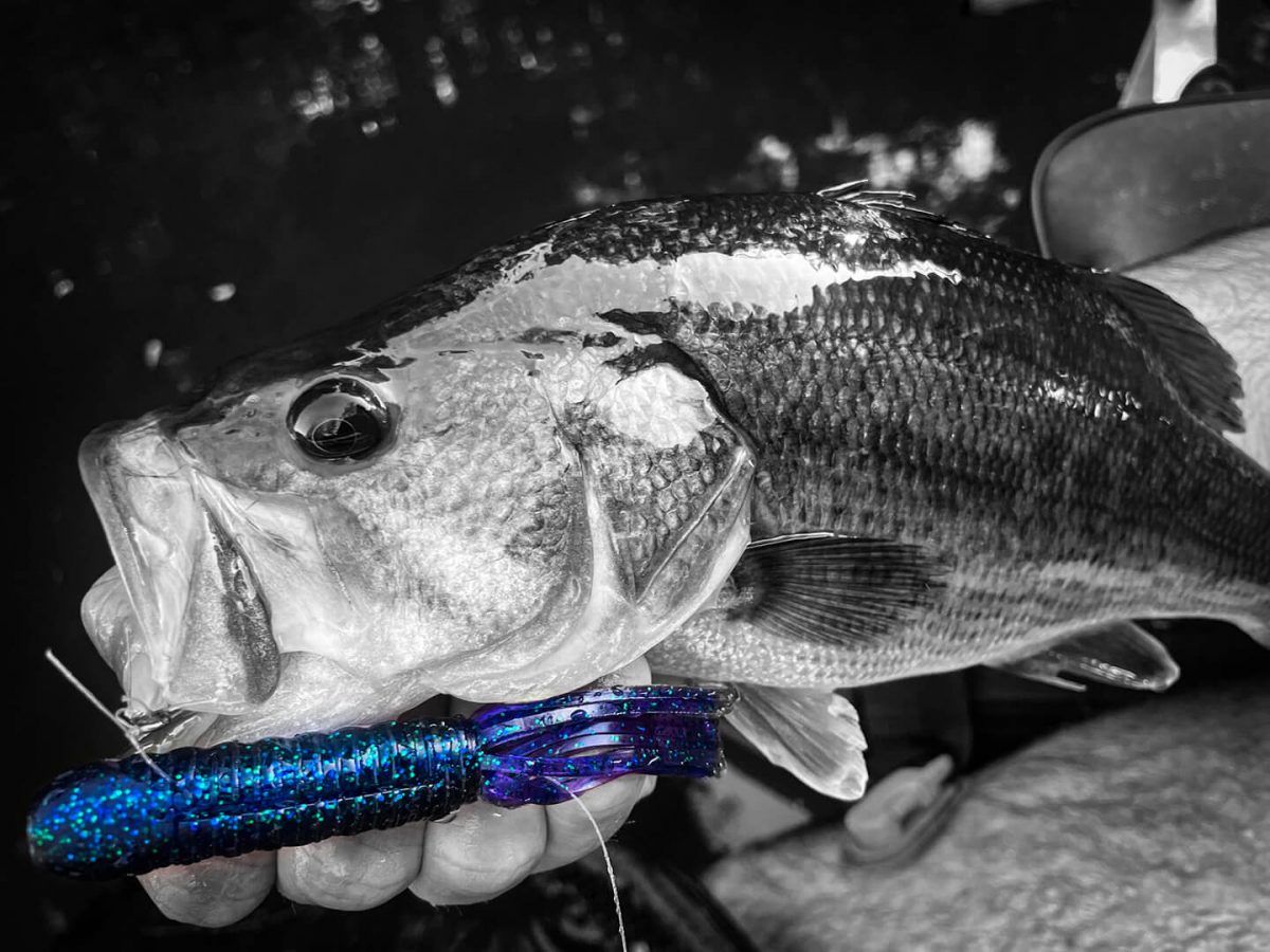 Leurre Souple Spro Scent Series Insta Claw 8cm (Hot Chili) SPRO