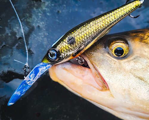 Image_vedette_Iris_Twitchy